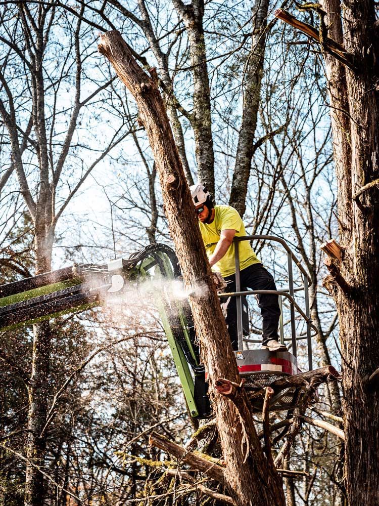 Arborist in a lift uses a chainsaw to cut a tree branch. He wears safety gear.