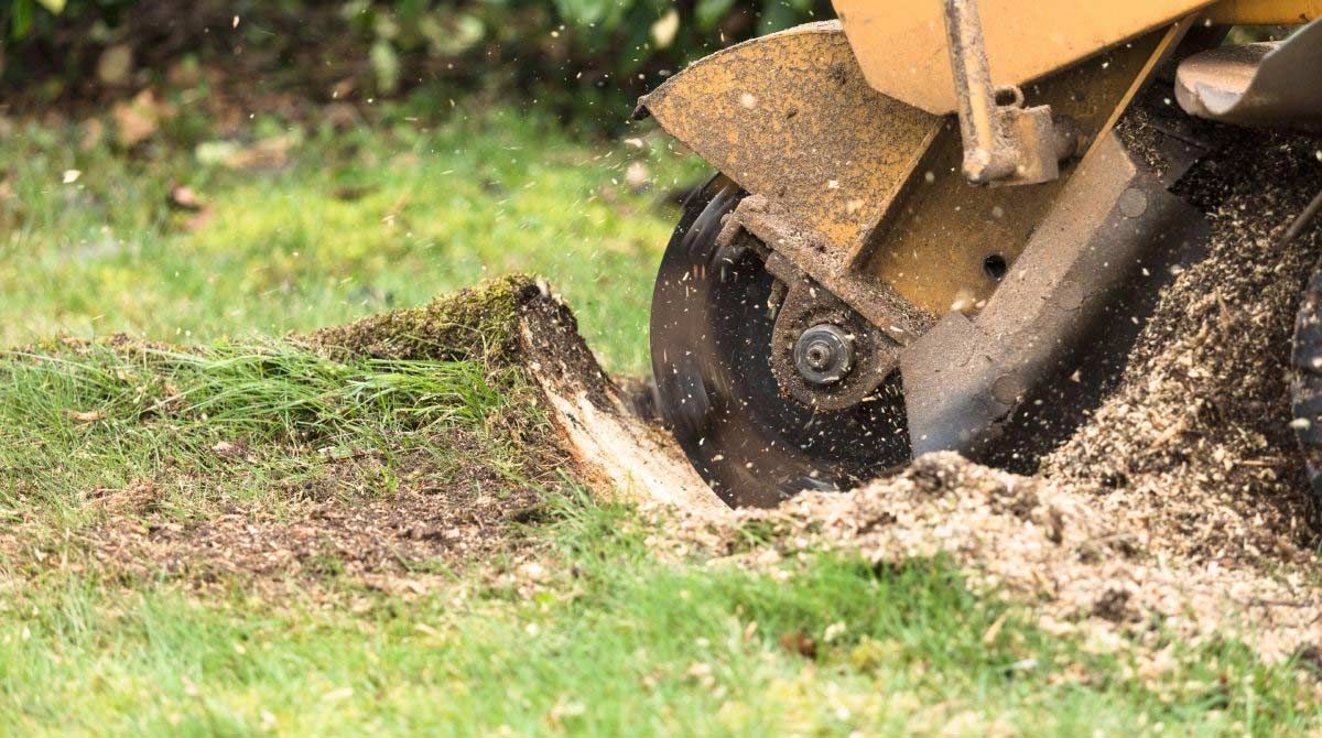 Yellow stump grinder grinding a tree stump in green grass.
