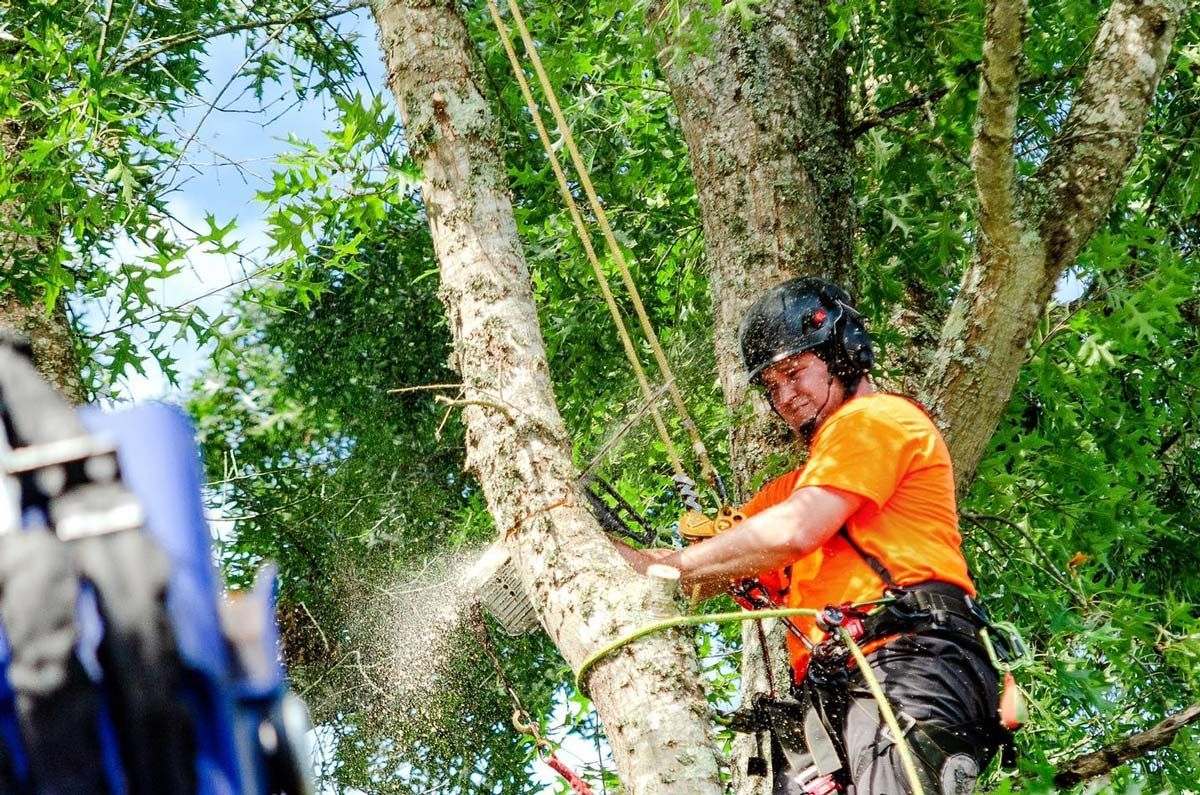 Arborist cuts tree branch with a chainsaw, wearing safety gear, set in a tree.