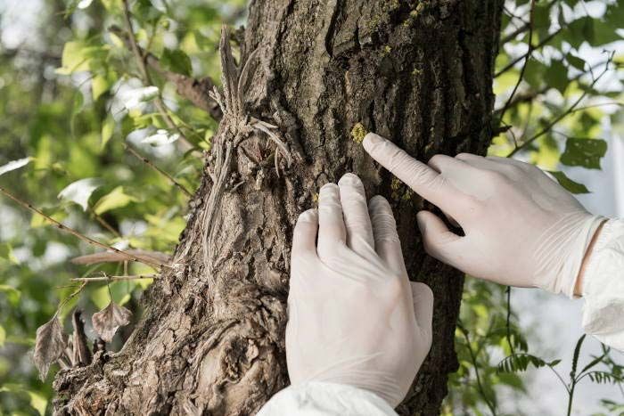 Gloved hands touching tree bark, possibly for inspection or analysis outdoors.