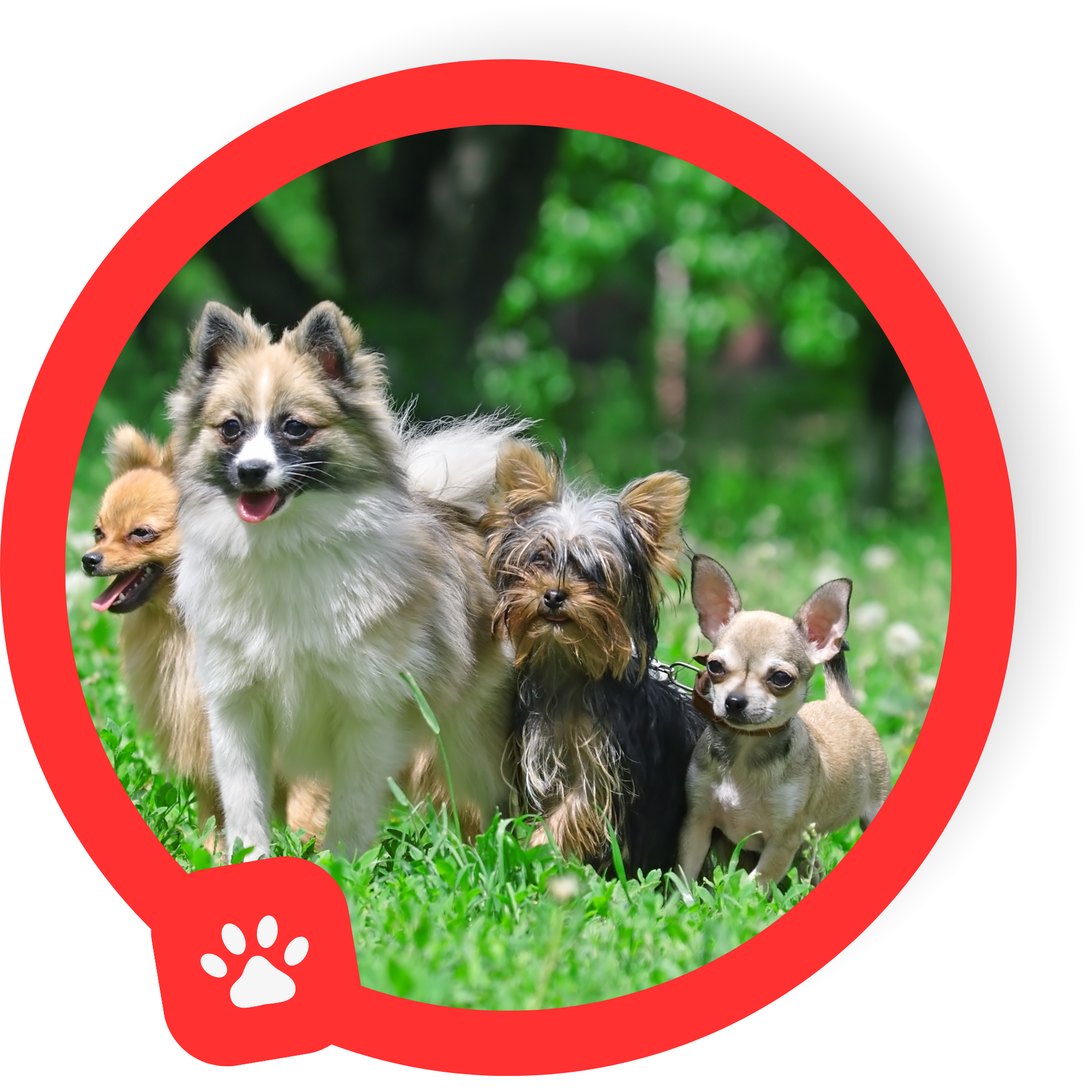 A group of dogs are standing in the grass in a red circle