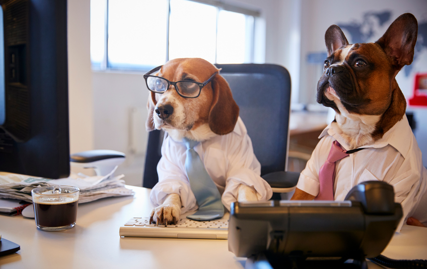 Two dogs wearing glasses and ties are sitting at a desk in front of a computer.