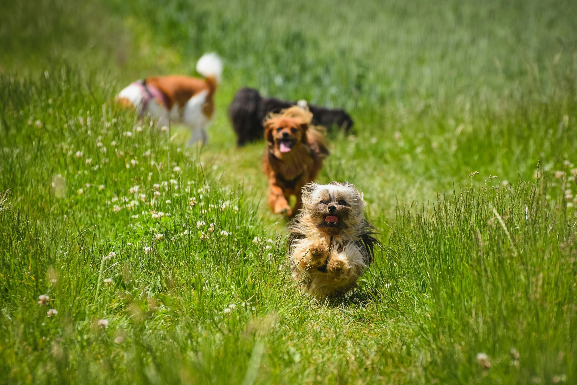 Dogs running through tall green grass on a sunny day.
