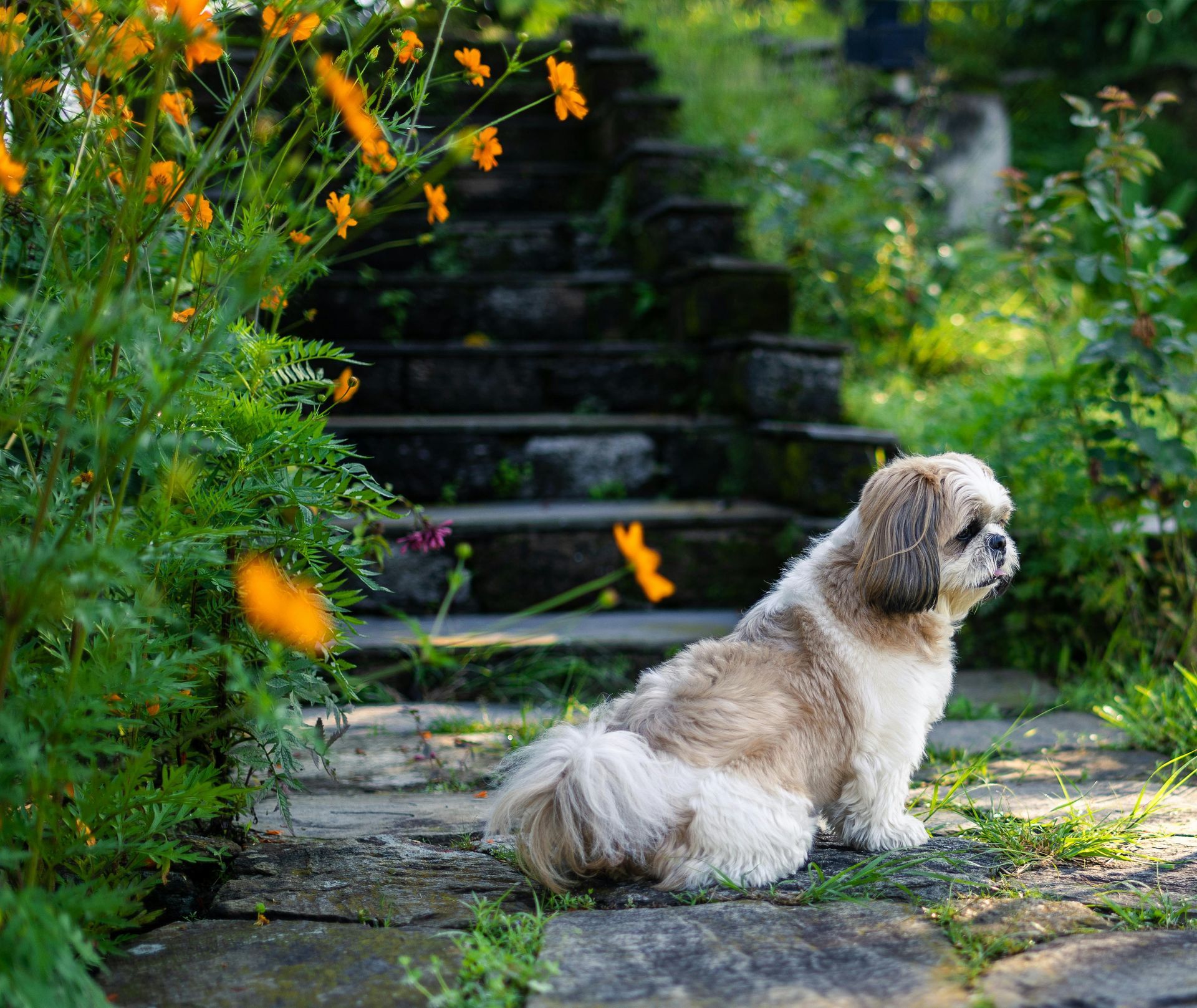 Shih Tzu dog sitting on stone path, looking right, with stairs and flowers in the background.