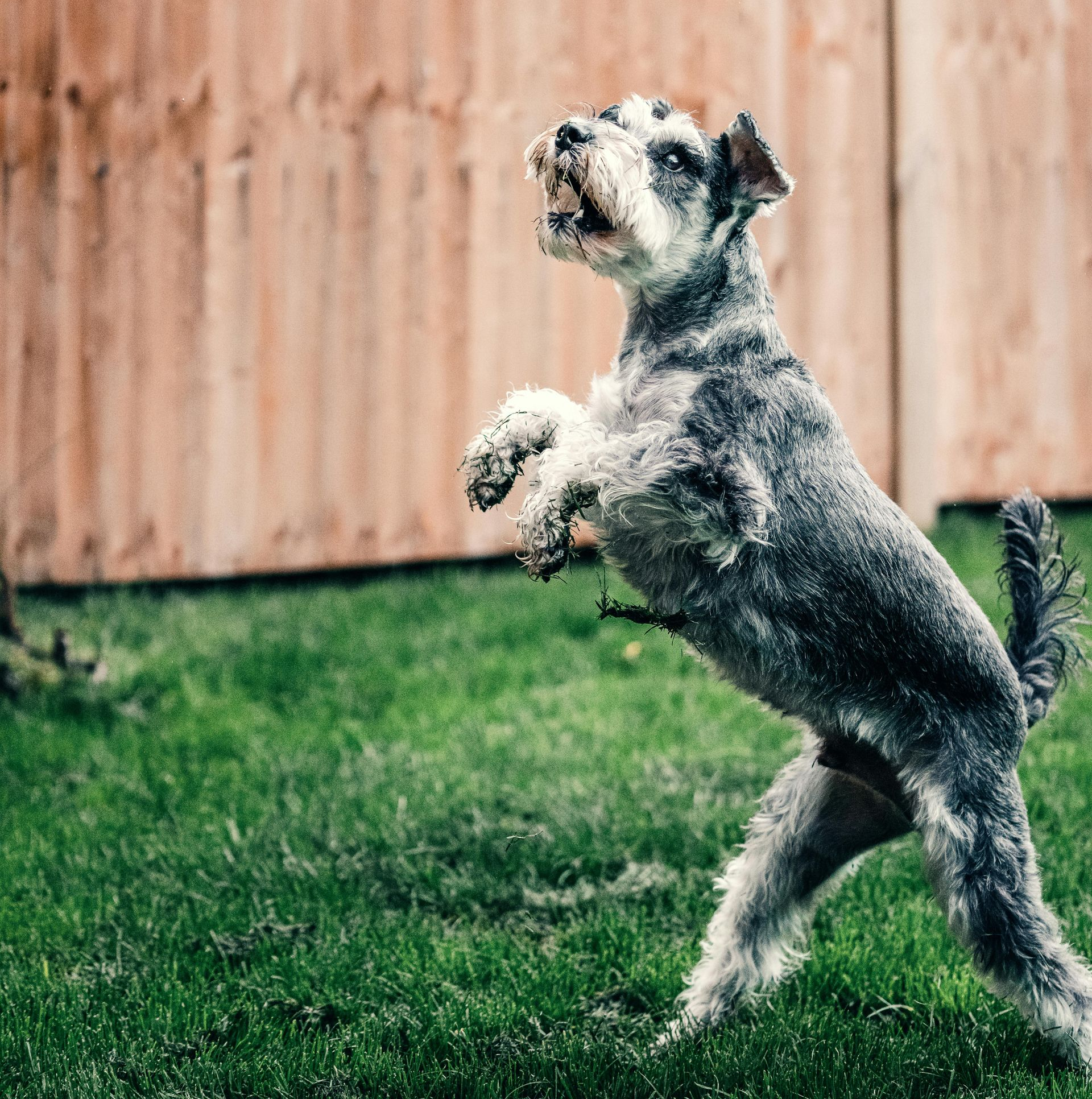 Dog jumping for something, set in a yard.