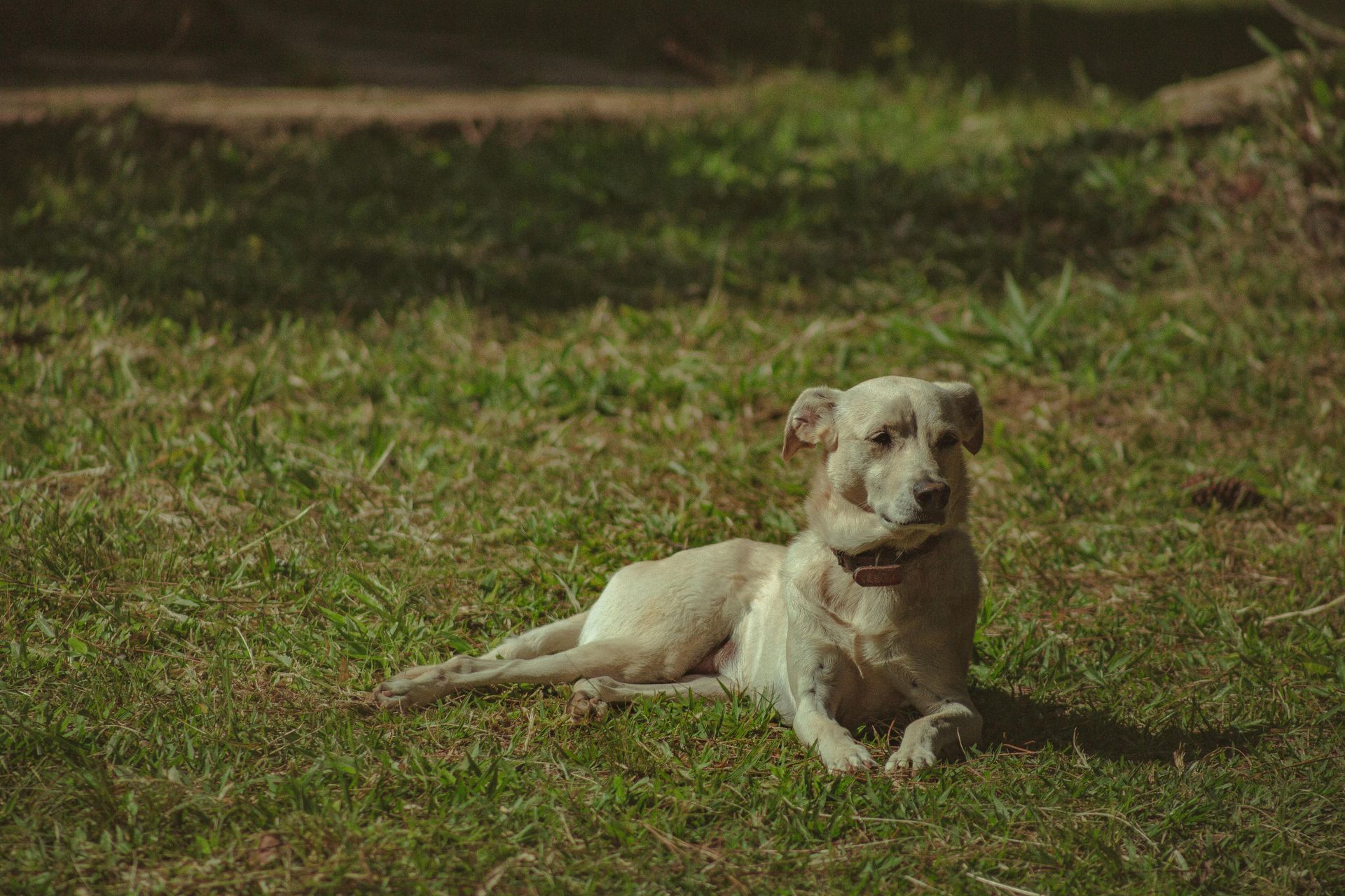 A cocker spaniel is sitting on a dirty rug in a living room.