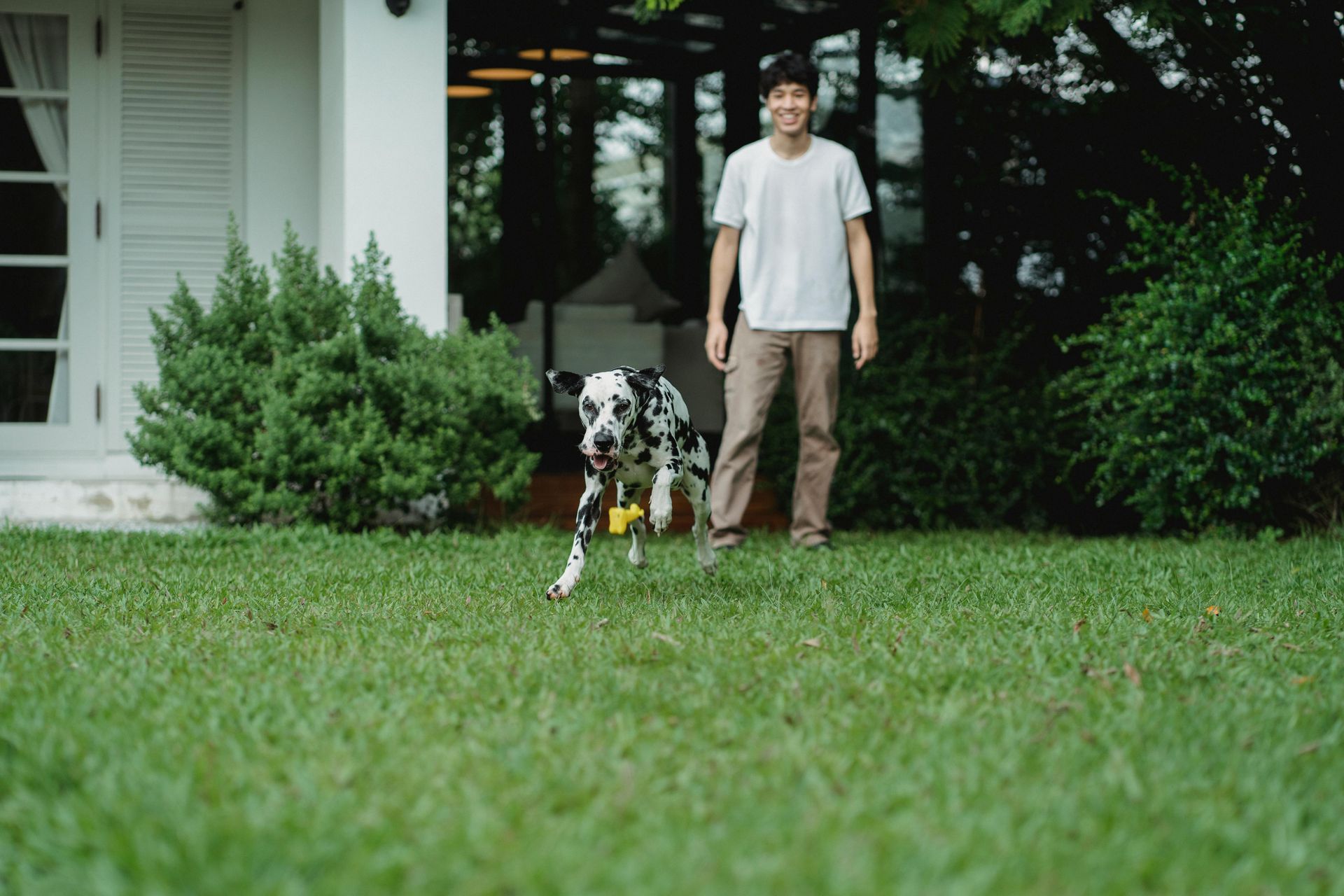 Man smiling as Dalmatian dog runs towards him with a yellow ball in a yard.