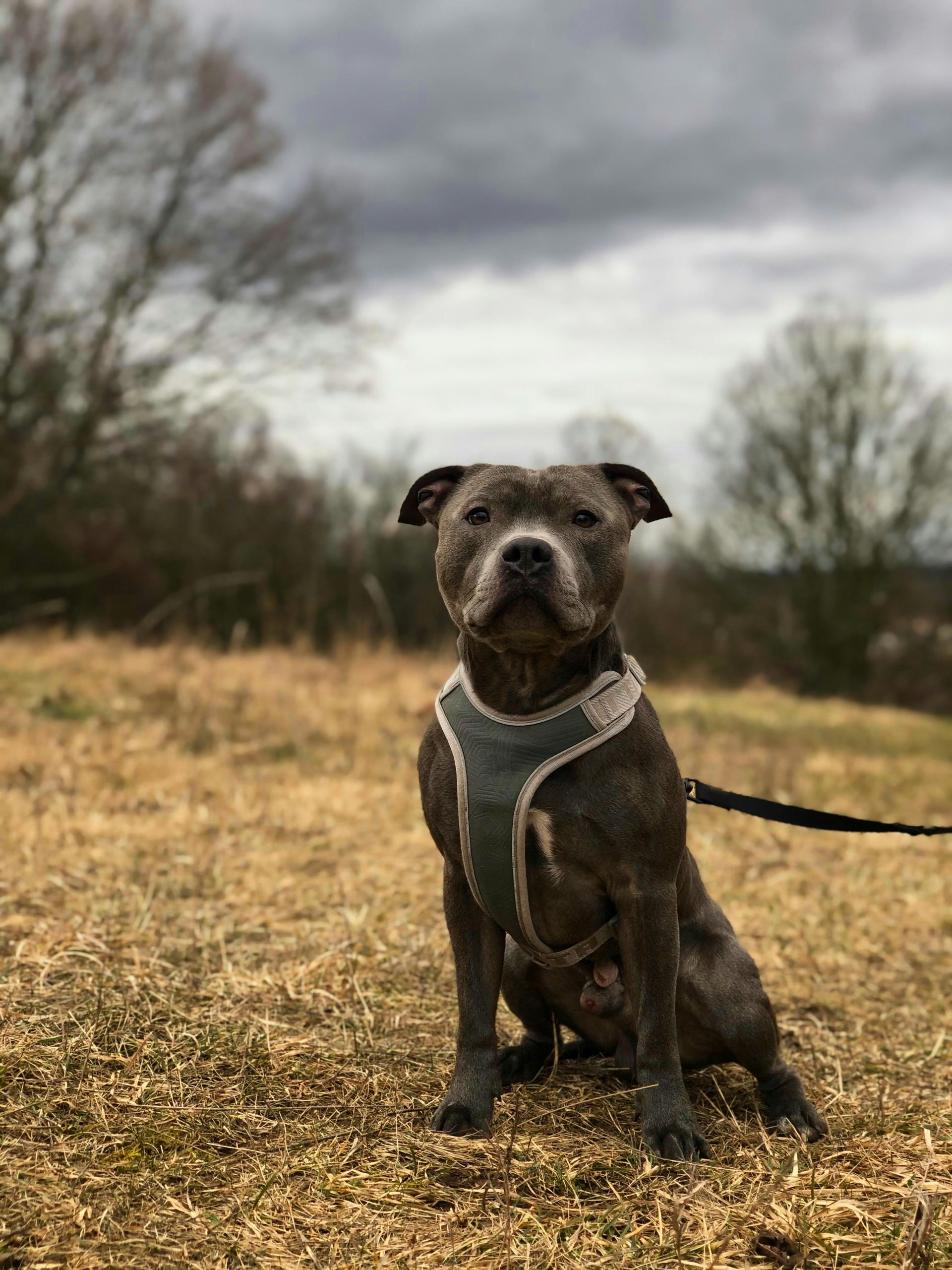 Grey dog wearing a harness sits outdoors on a hillside. Gray sky, brown grass, bare trees.