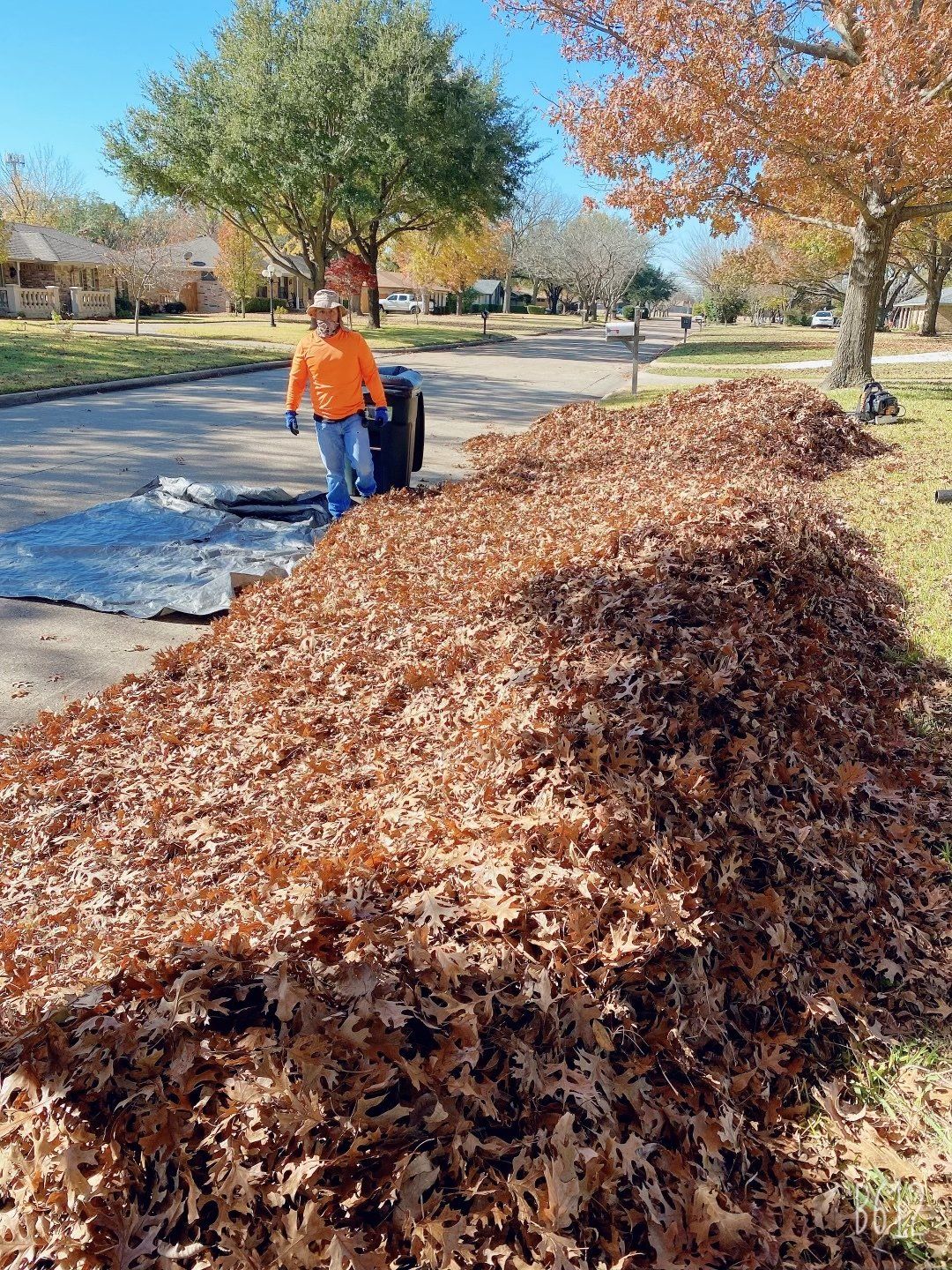 Leaf Clean Up