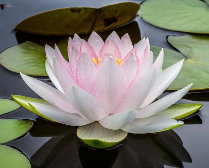 a pink lotus flower is floating in a pond