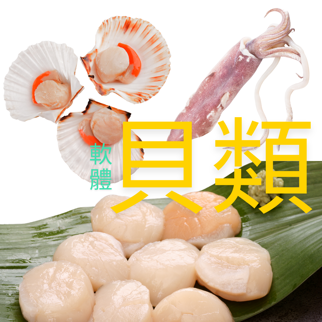 扇貝和魷魚