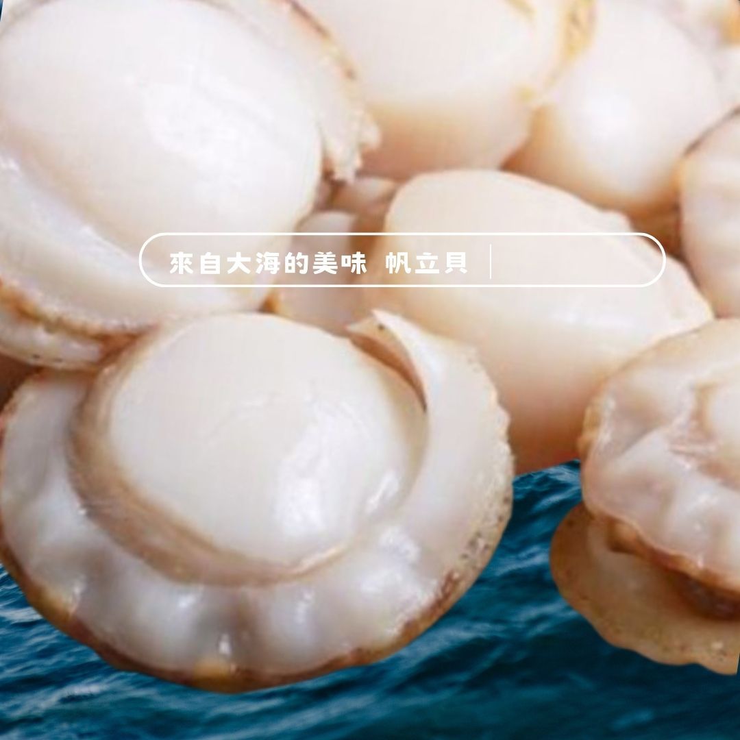 ?帆立貝｜鮮甜Q彈好滋味｜500g高CP值海鮮首選✨