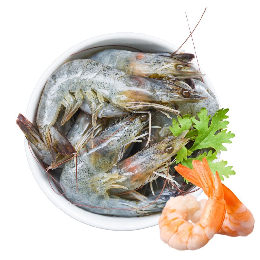 極品活凍生白蝦