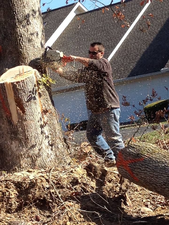 Cutting a Tree With Chainsaw