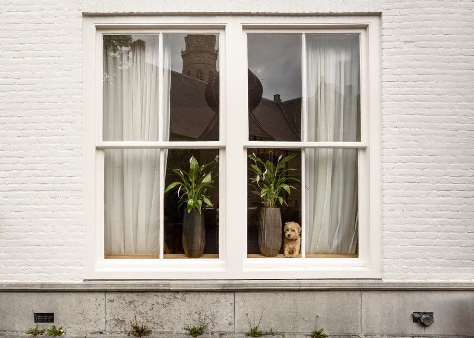 finestra con cagnolino