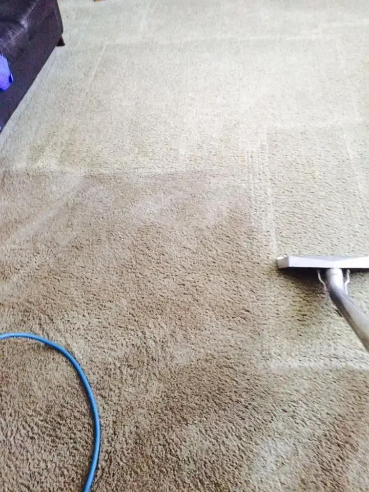 steam carpet cleaning