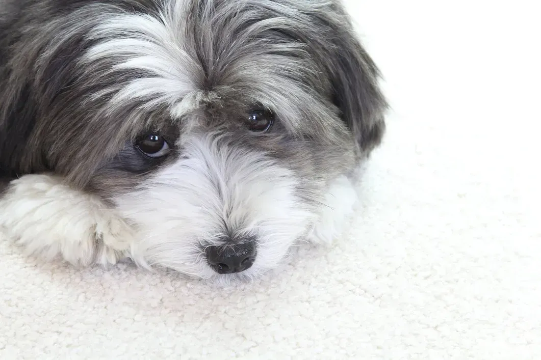 pet odor removal Thurman, IN