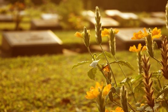 dei fiori con un cimitero sullo sfondo