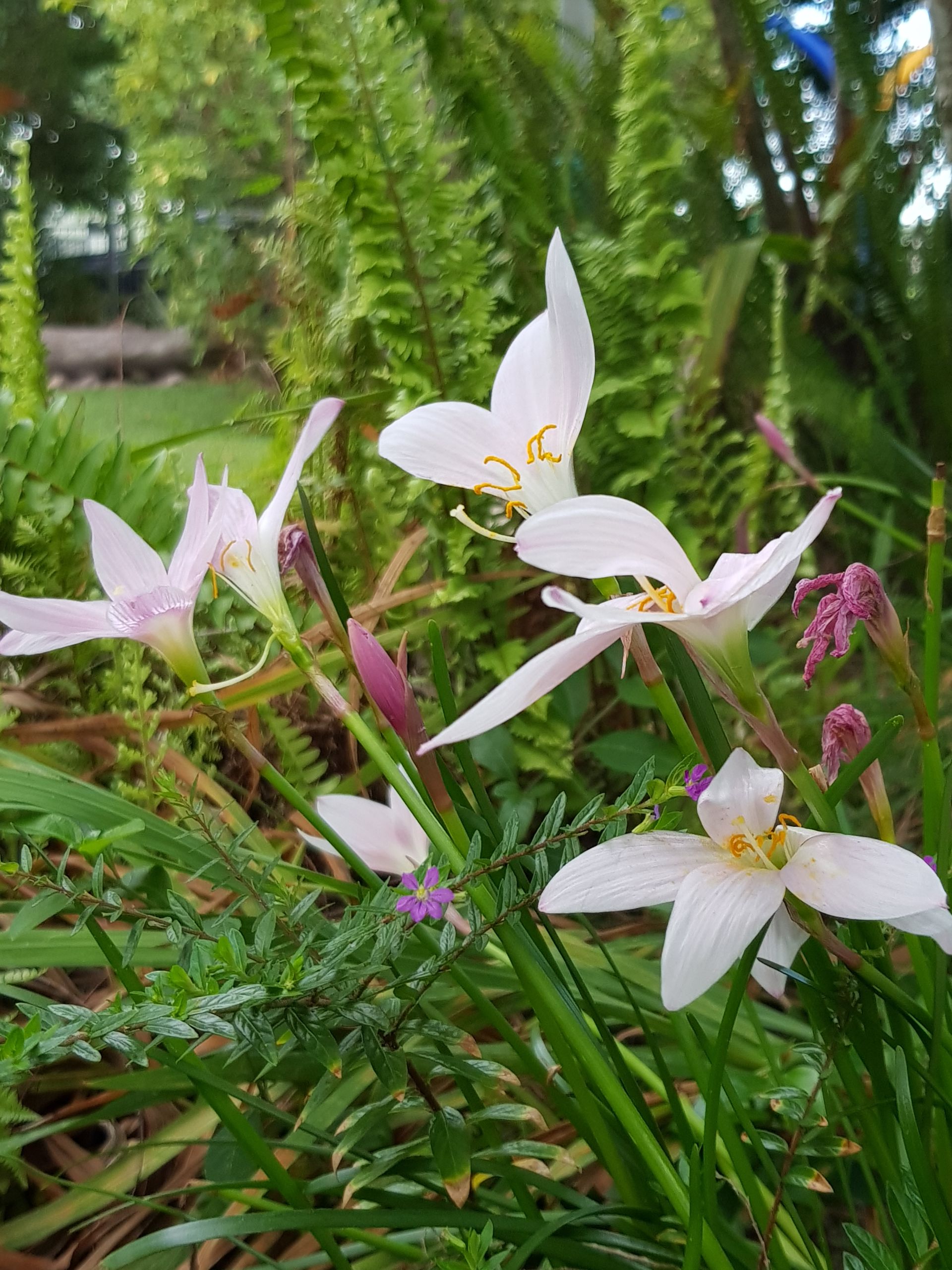 White and pale pink rain lilies blooming in a garden with green foliage.