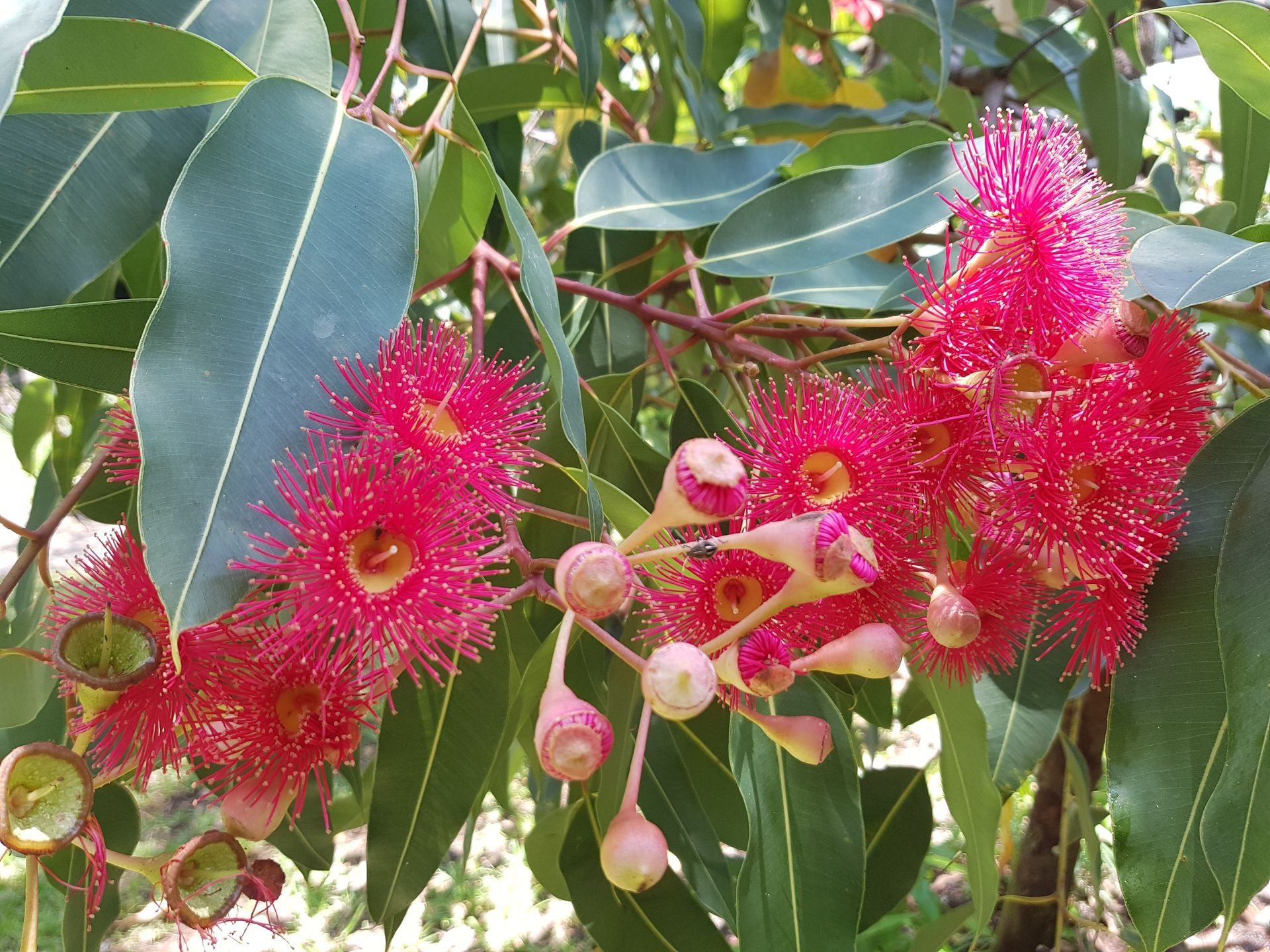 Red flowering eucalyptus tree in a forest setting.