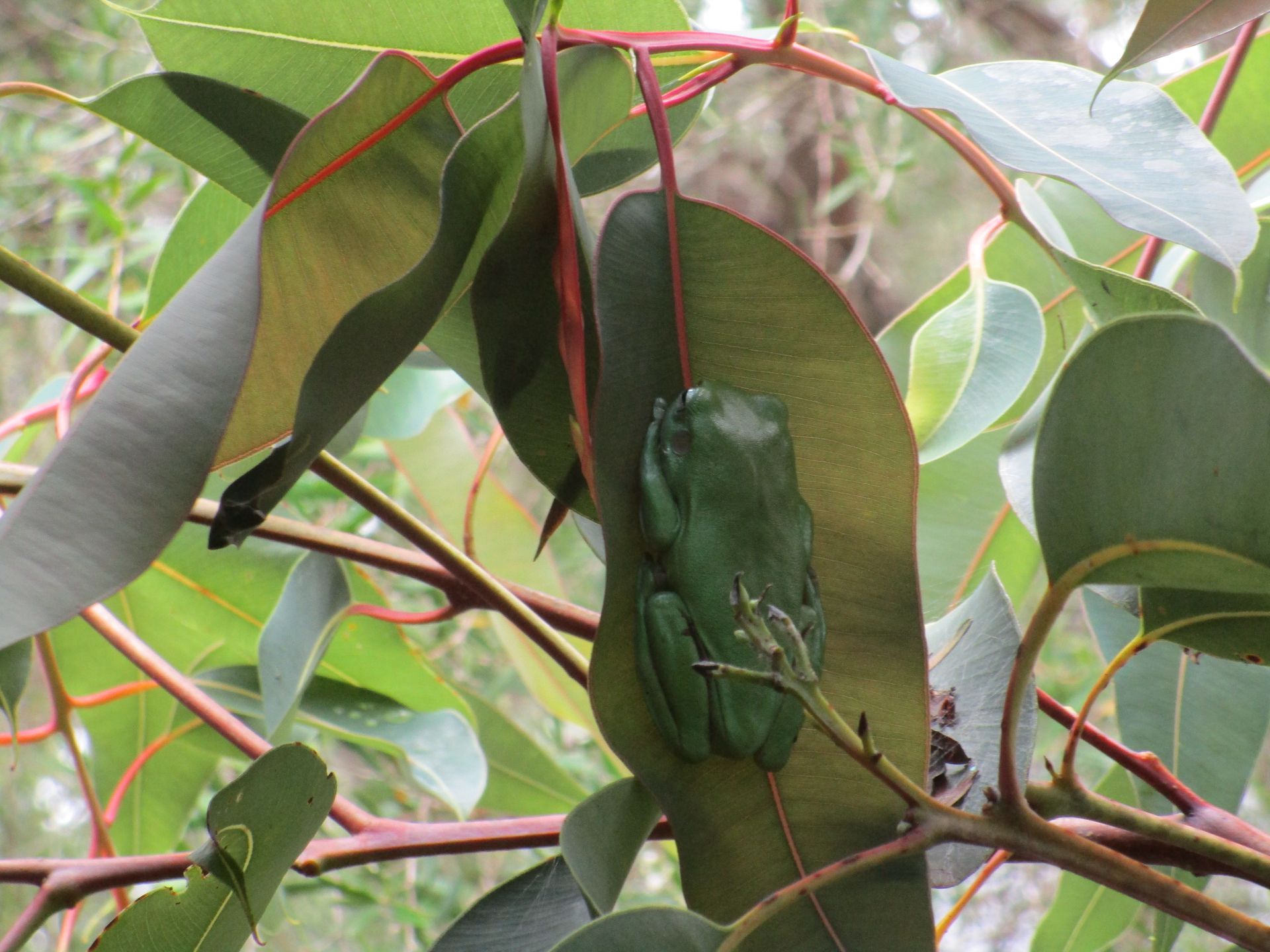 Green tree frog clinging to a large green leaf, in a leafy outdoor setting.