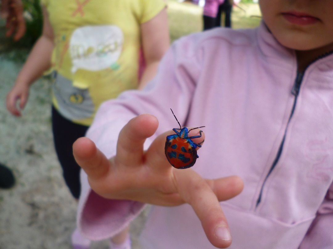 Child holding a colorful beetle on their finger; pink shirt, outdoors.