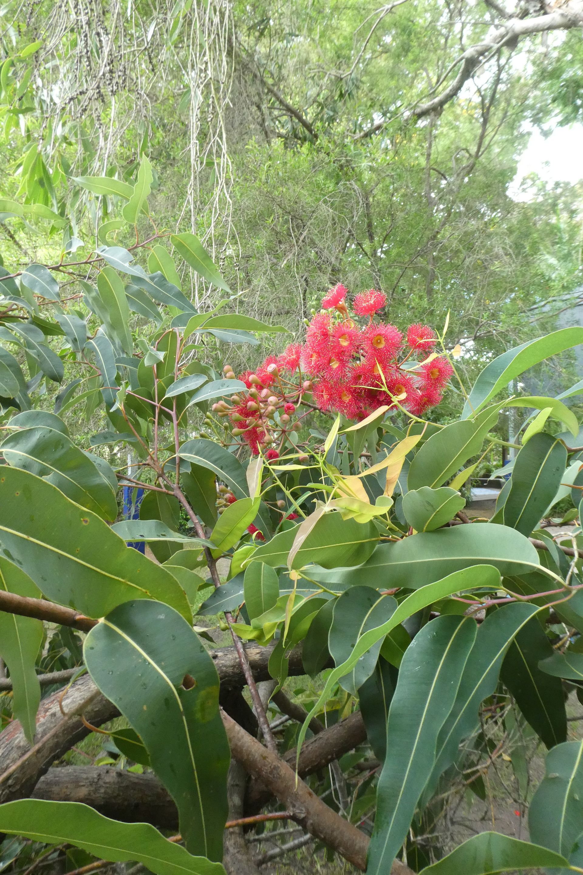Red eucalyptus flowers bloom amidst long green leaves.