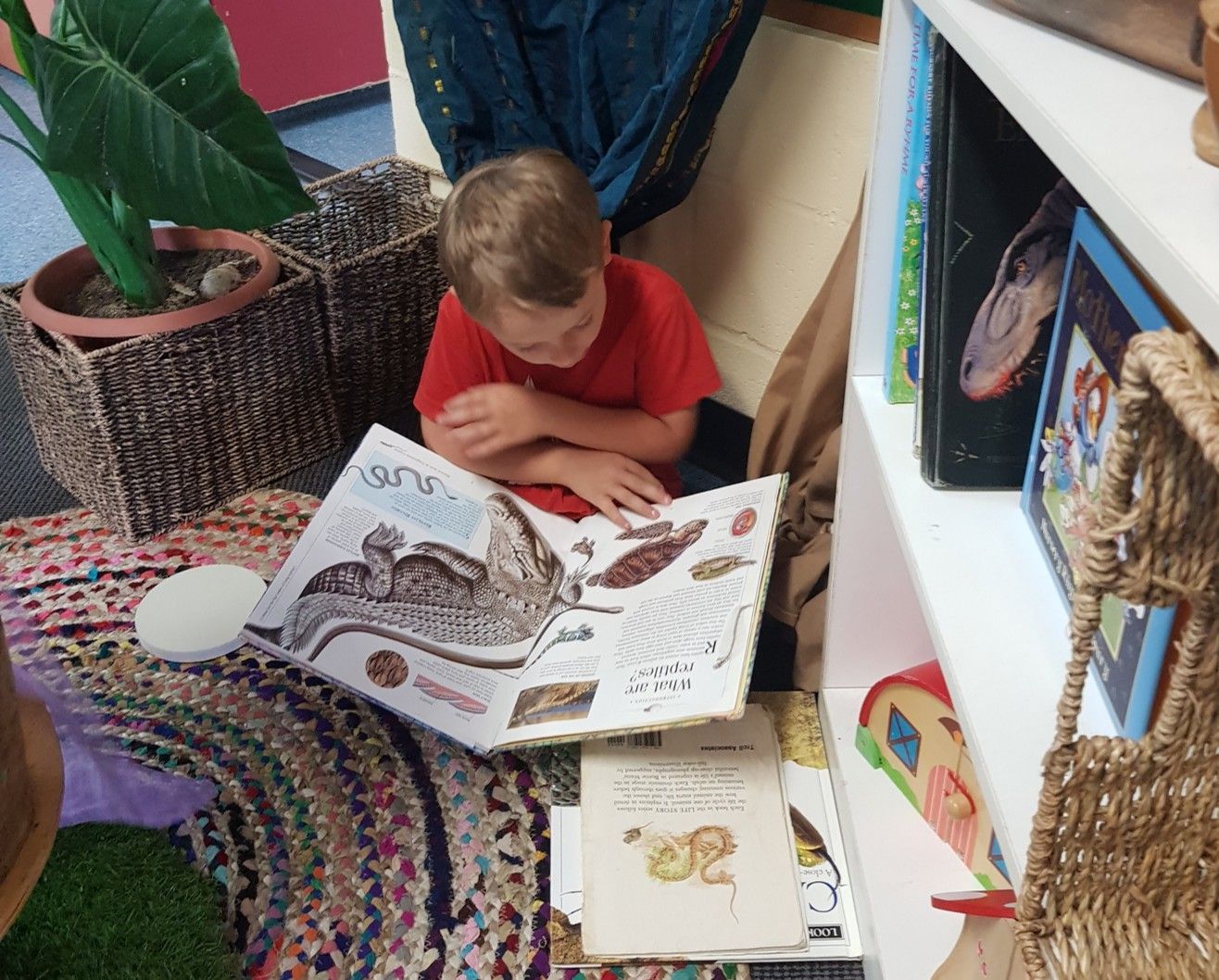 Young boy in a red shirt reading a book on a rug in a cozy corner with plants and shelves.