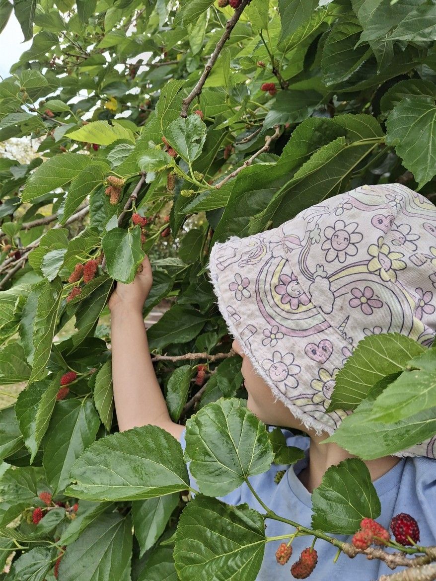 Child reaching into a mulberry tree to pick ripe red berries, wearing a sun hat.