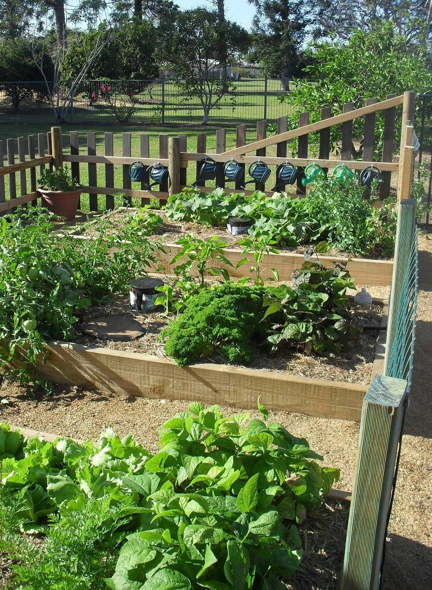 Raised vegetable garden with wooden fence and various green plants.