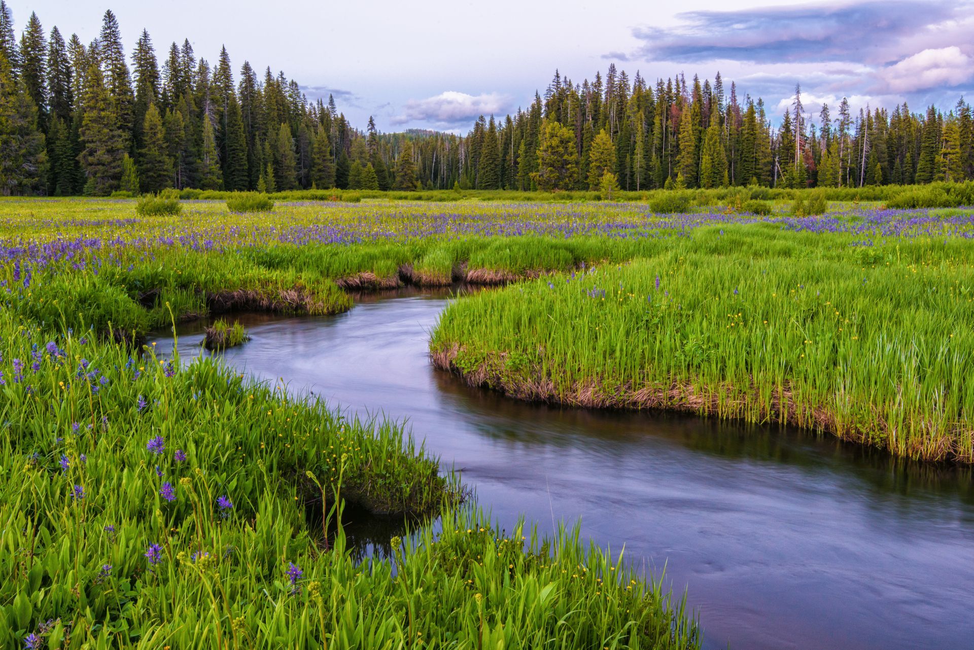 A winding stream through a green marsh with purple wildflowers and a pine forest under a cloudy sky
