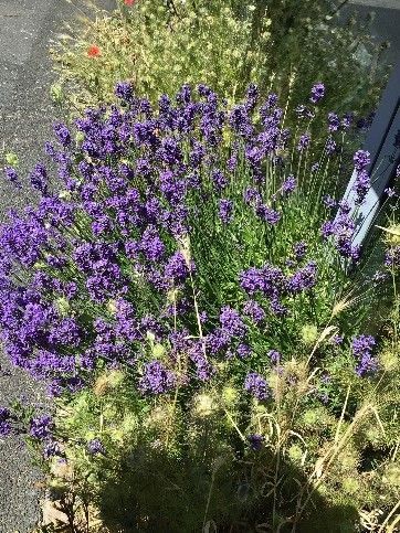 A bunch of purple flowers are growing on the side of the road.