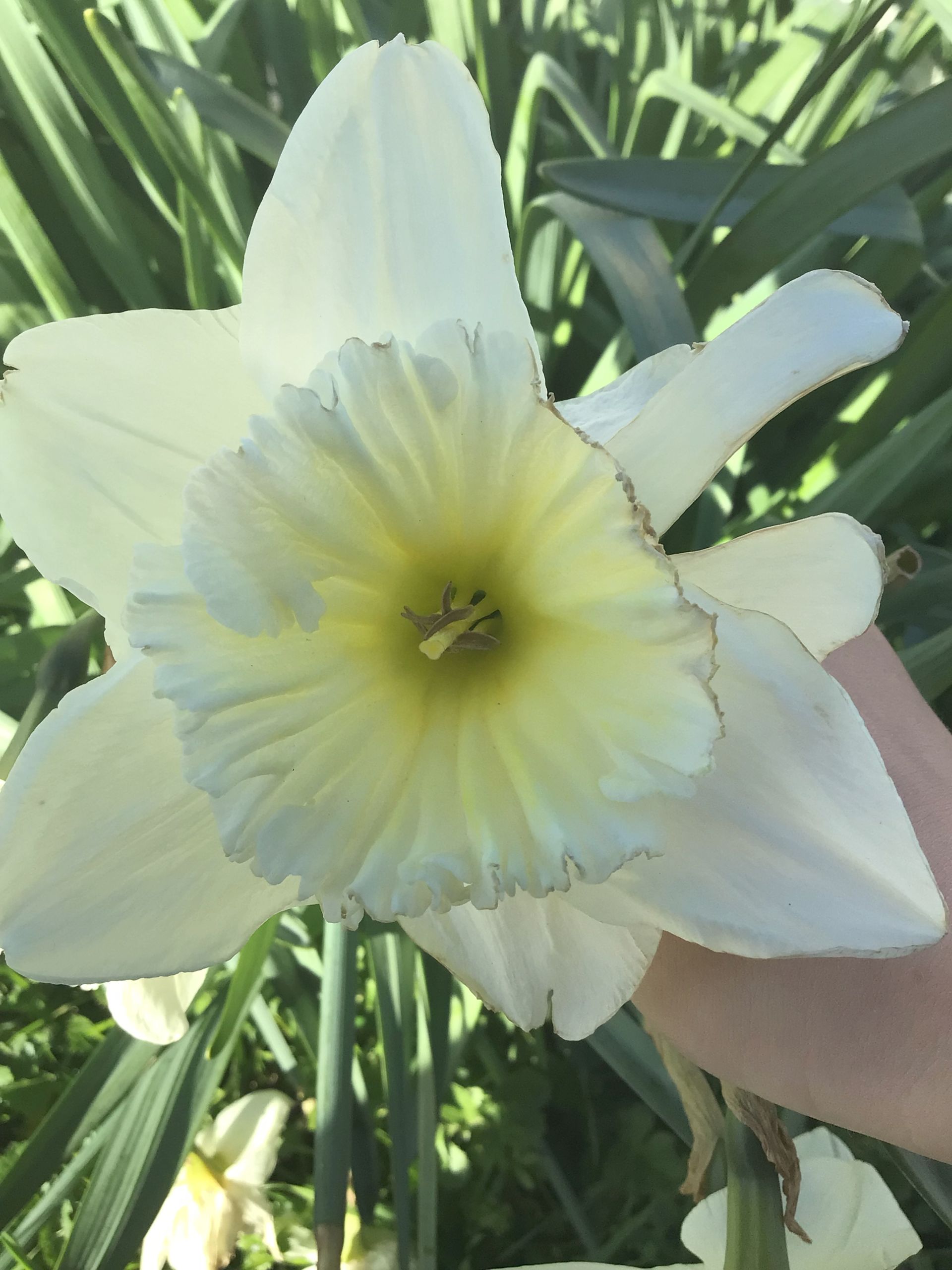 A close-up of a white daffodil with a pale yellow ruffled center being held in a hand against green foliage.