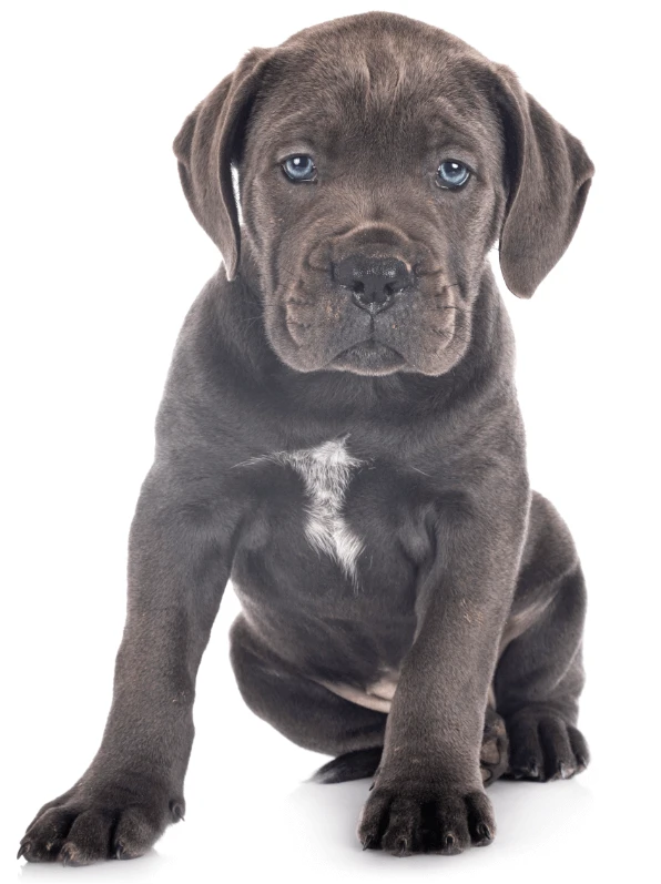 Cute puppy from David Brown Heating & Cooling.