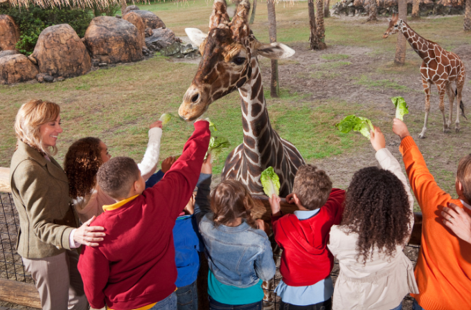 Students on a field trip at a zoo looking at a giraffe