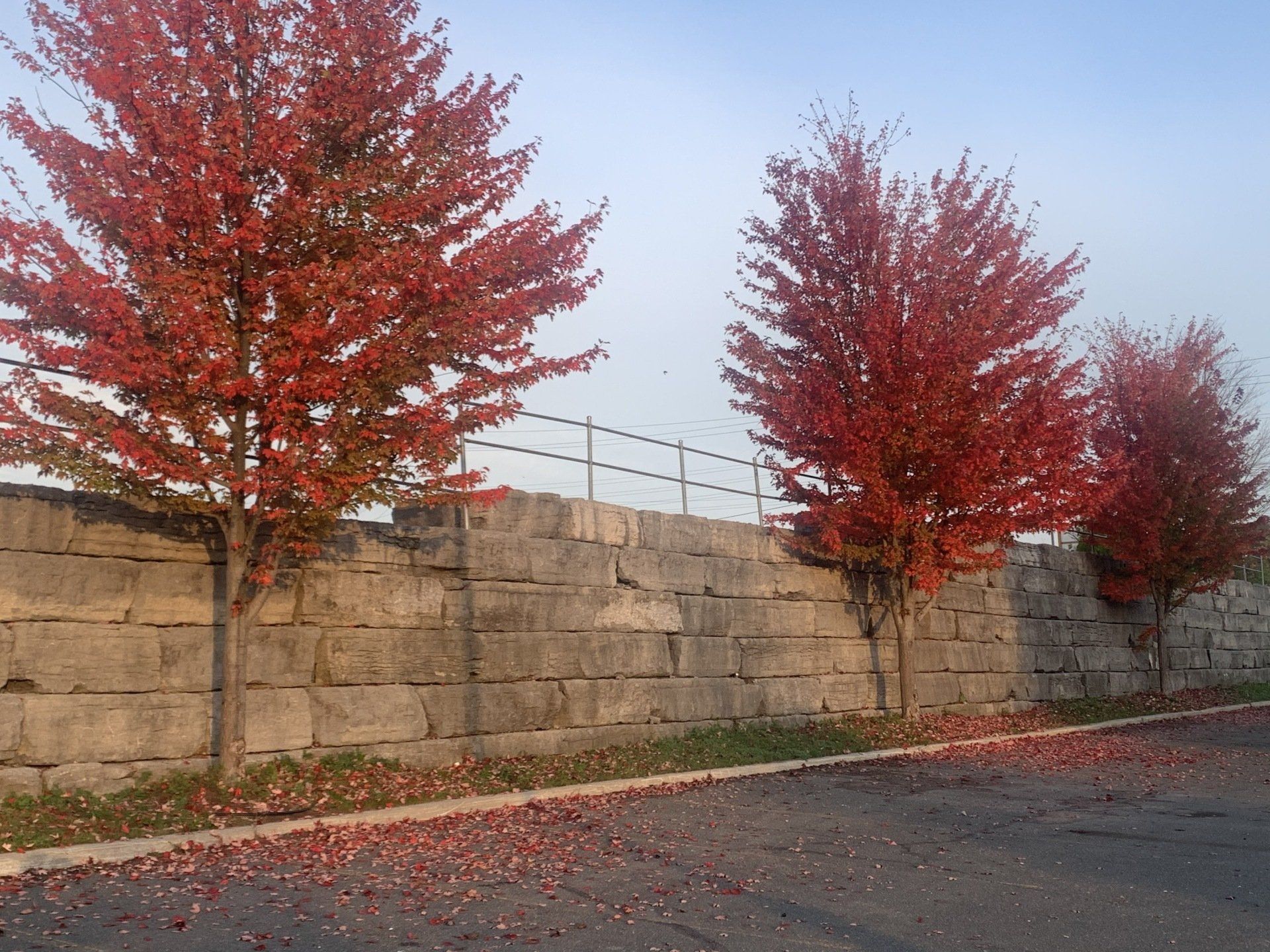 Une rangée d arbres aux feuilles rouges devant un mur de pierre