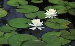 Un gros plan d’un plan d’eau avec de l’herbe qui en sort.