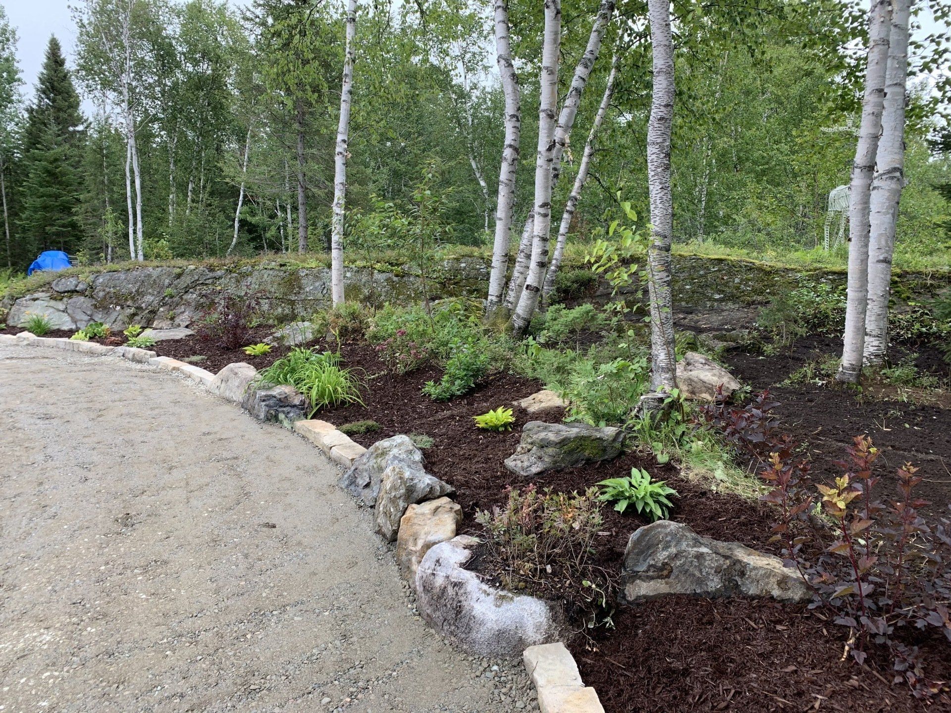 Allée de gravier bordant un parterre de jardin paillé agrémenté de pierres, de jeunes plants et de bouleaux. Forêt verdoyante en arrière-plan.
