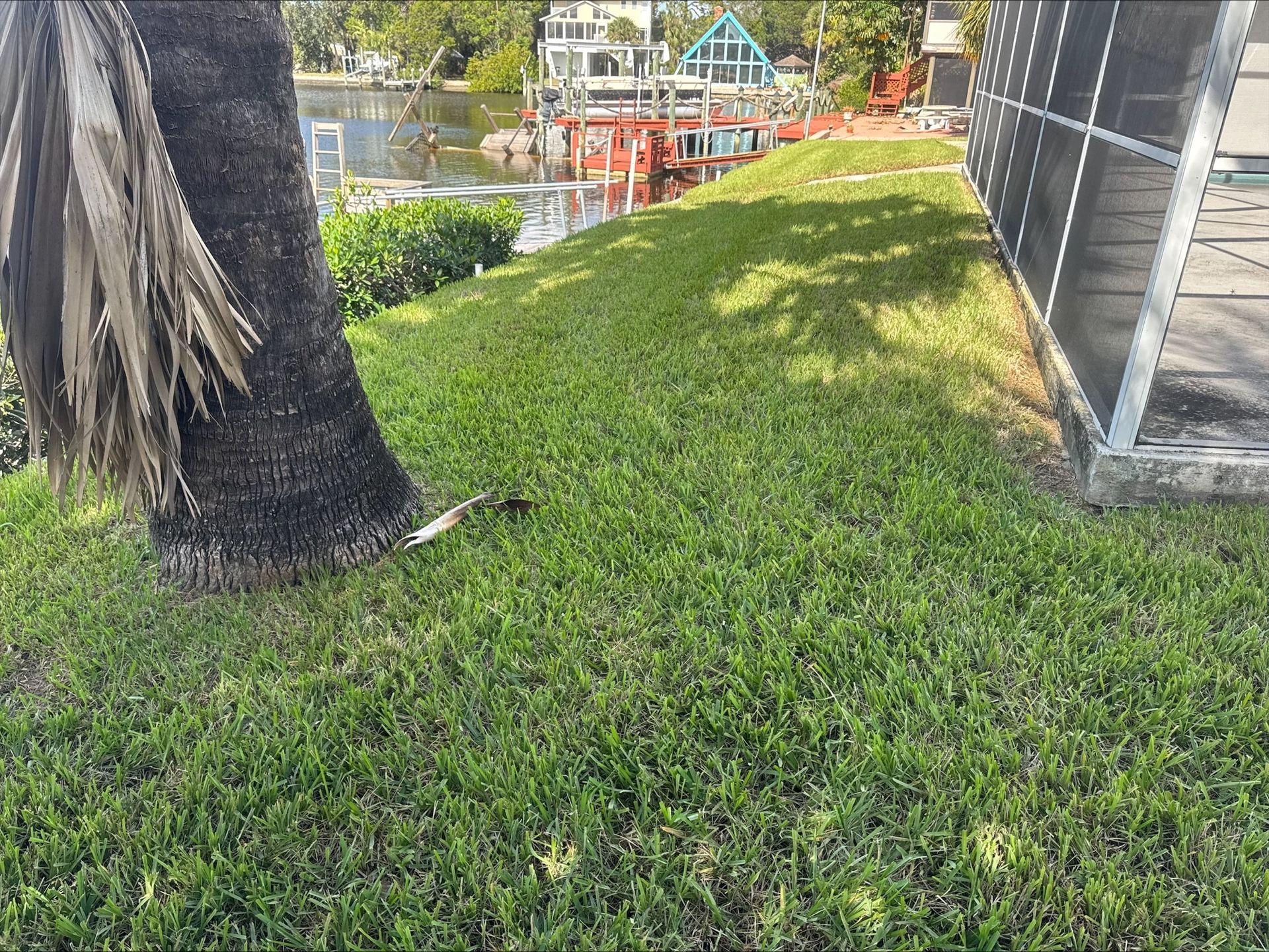 Josh Fertilizing Pro | A lawn with a palm tree in the foreground and a house in the background.
