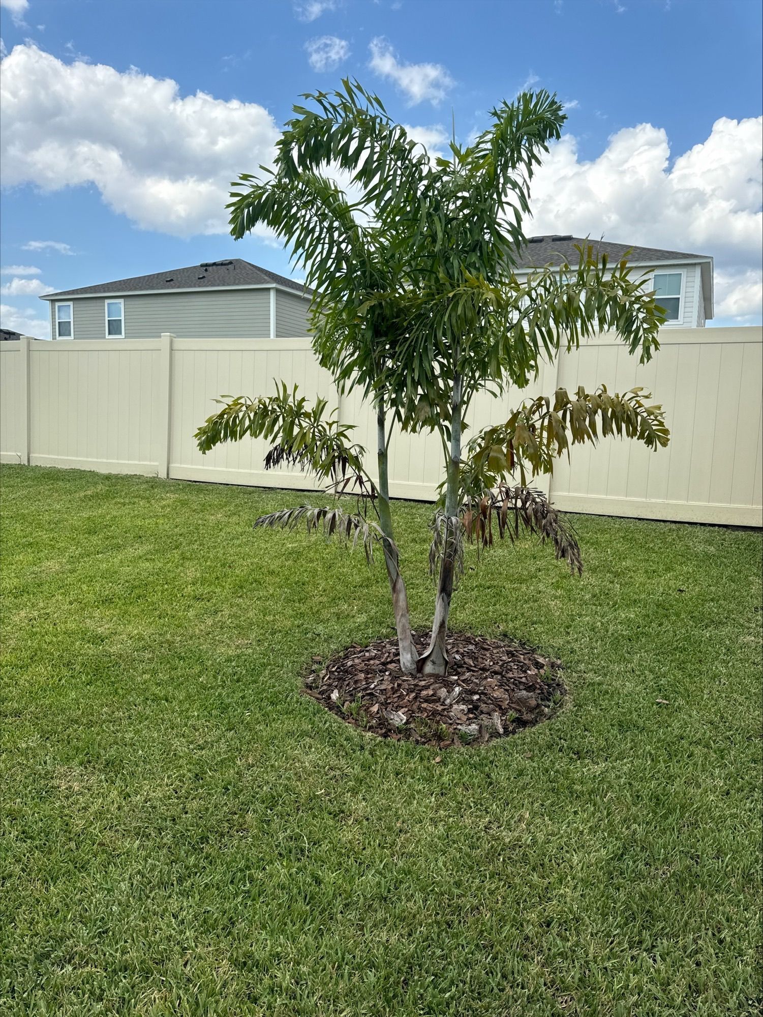Josh Fertilizing Pro | A small tree is growing in the middle of a lush green lawn.