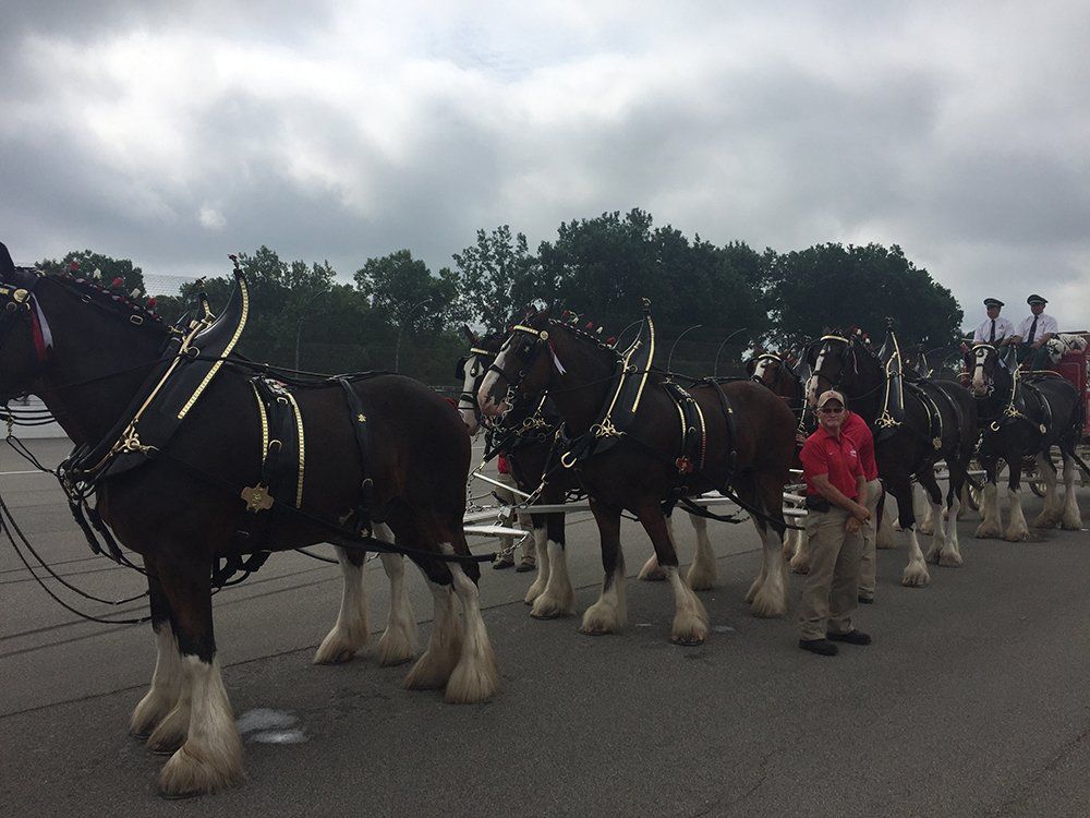A man in a red shirt is standing next to a row of horses pulling a carriage.