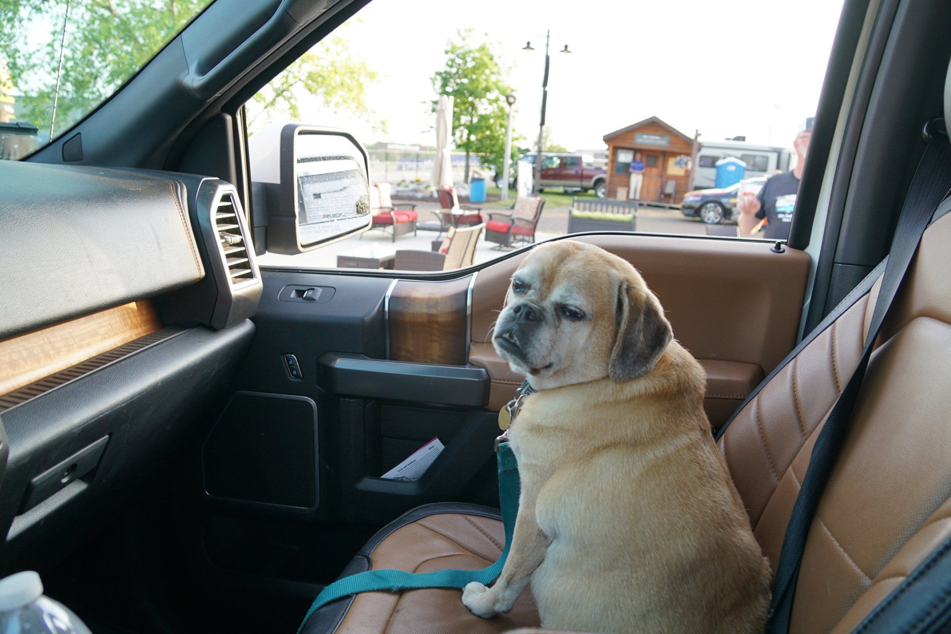 Macy is sitting in the front seat of a my truck. RIP Macy 