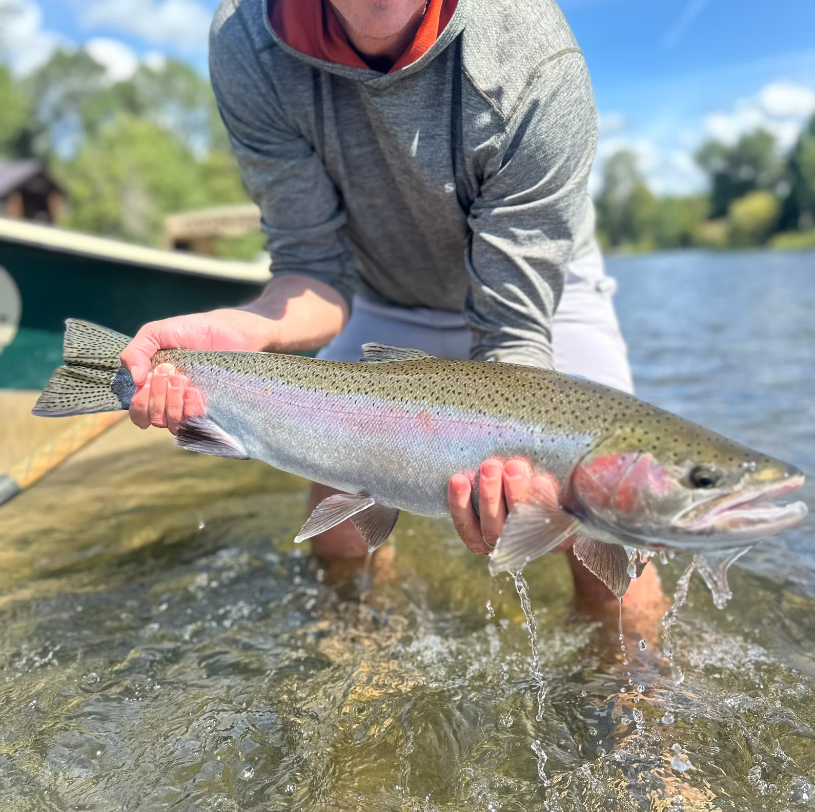 Man holding a large rainbow trout in the water, near a boat, with green trees in the background.