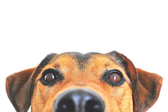 A close up of a dog 's face against a white background