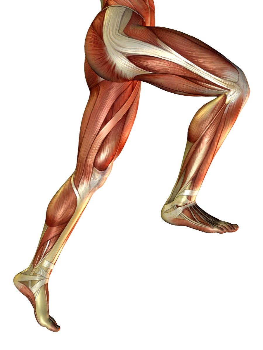 Dziļie sēžas muskuļi