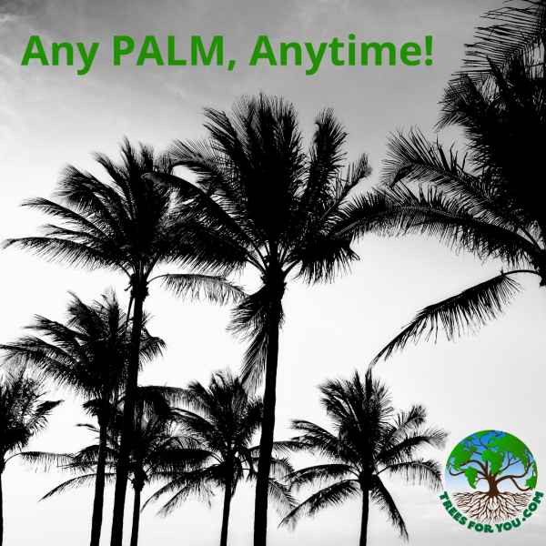 Palm Trees — Clearwater, FL — TreesForYou.com