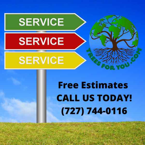 Free Estimate Banner — Clearwater, FL — TreesForYou.com