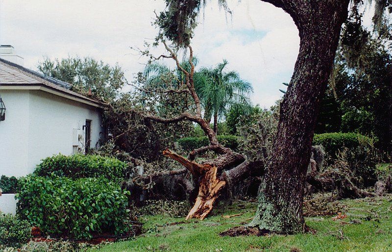 Fallen Trees — Clearwater, FL — TreesForYou.com