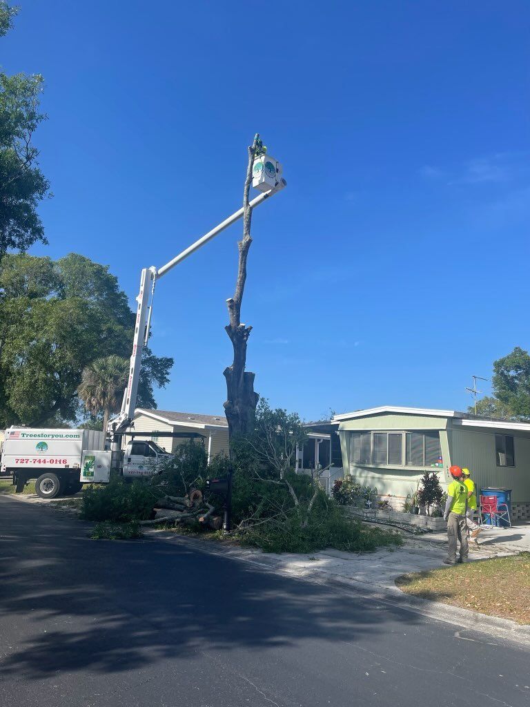 Tree Removal — Clearwater, FL — TreesForYou.com
