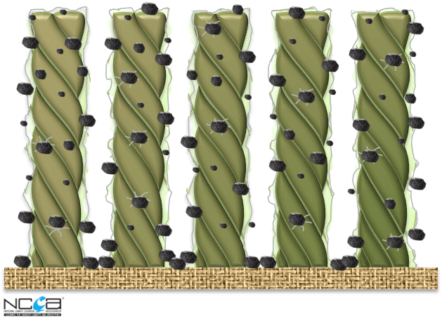 A drawing of a rope with black dots on it